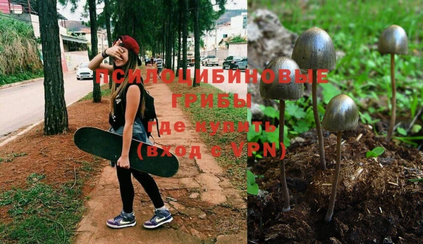 индика Вяземский
